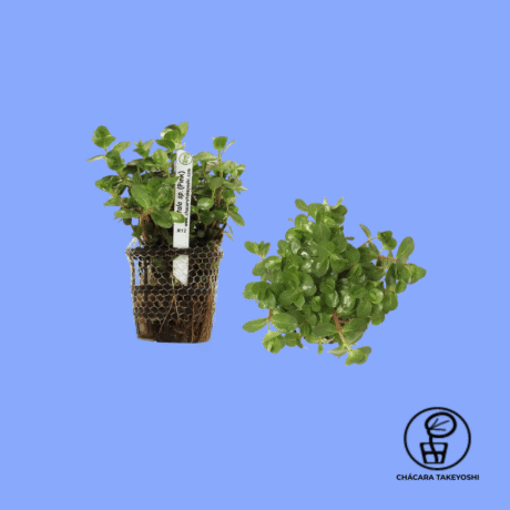 PLANTA ROTALA SP.(PINK) CHÁCARA TAKEYOSHI R12