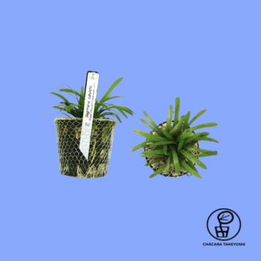PLANTA SAGITTARIA SUBULATA CHÁCARA TAKEYOSHI S2