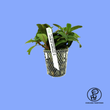 PLANTA STAUROGYNE SP. BIHAR CHÁCARA TAKEYOSHI S10