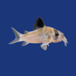 PEIXE CORIDORA PARAGUA