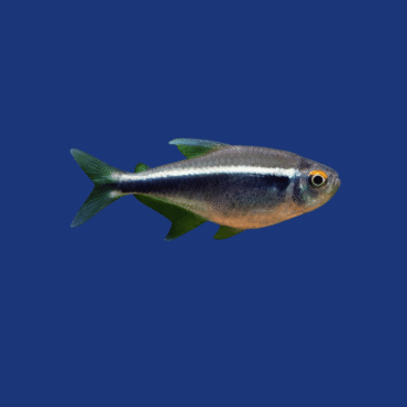 PEIXE TETRA NEON NEGRO