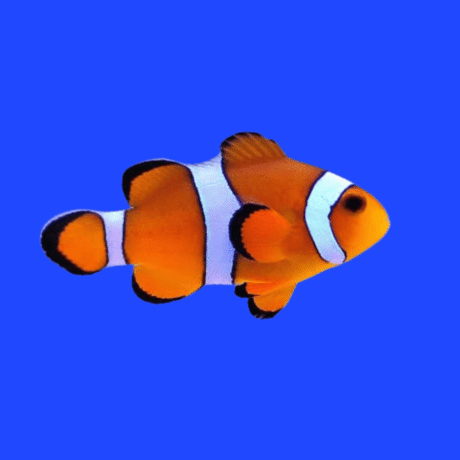 PEIXE PALHAÇO