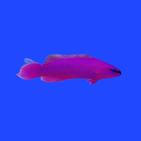 PEIXE FRIDMANI (Pseudochromis Fridmani)