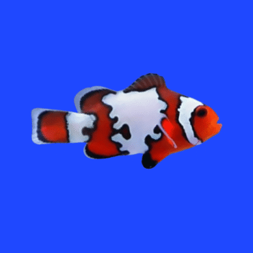 PEIXE PALHAÇO SNOWFLAKE