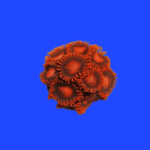 CORAL ZOANTHUS RED BAMBAM