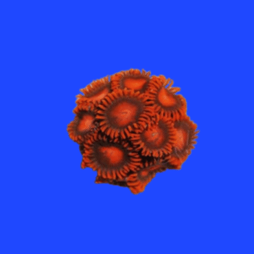 CORAL ZOANTHUS RED BAMBAM