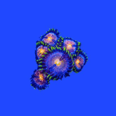 CORAL PALYTHOA NIRVANA