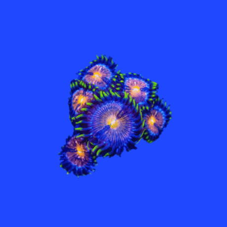 CORAL PALYTHOA NIRVANA