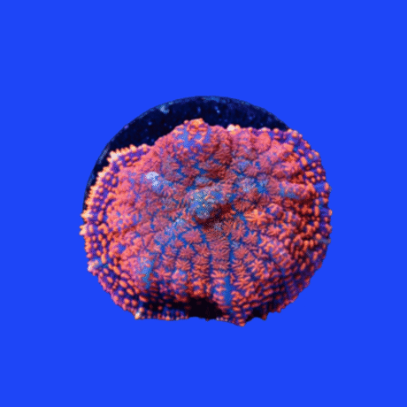 CORAL RHODACTIS SUPER MAN