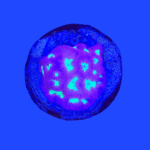 CORAL FAVITES PINK
