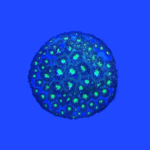 CORAL LEPTASTREA GREEN