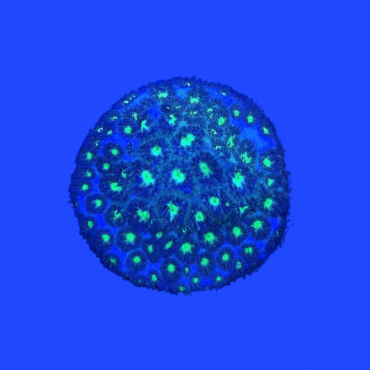 CORAL LEPTASTREA GREEN