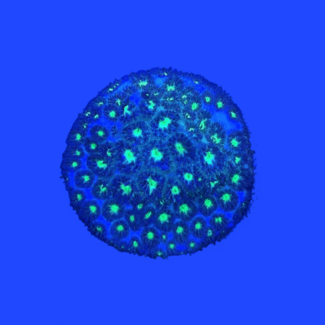 CORAL LEPTASTREA GREEN