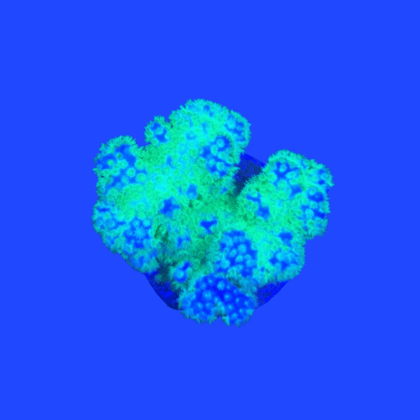 CORAL POCILOPORA GREEN NEON
