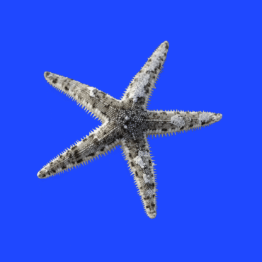 SAND CLEANER STARFISH (ASTROPECTEN POLYACANTHUS)