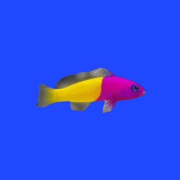BICOLOR DOTTYBACK (PSEUDOCHROMIS PACCAGNELLAE)