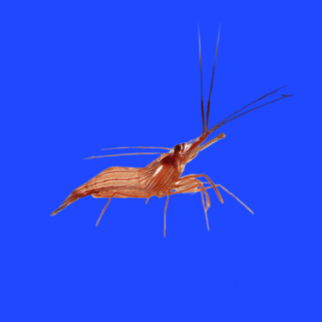 CAMARÃO BAILARINO (LYSMATA SPP)